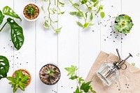 White wooden background with plants