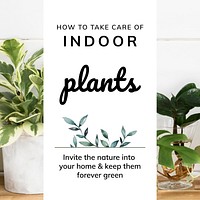 Indoor plants care template vector