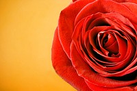 Free red rose background image, public domain flower CC0 photo.