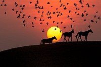 Free horse silhouette during sunset image, public domain animal CC0 photo.
