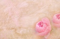 Free peony background image, public domain spring CC0 photo.