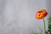 Free ranunculus background image, public domain spring CC0 photo.