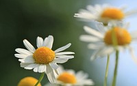 Free white daisy image, public domain flower CC0 photo.