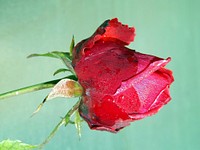 Free red rose image, public domain flower CC0 photo.