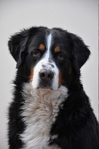 Free bernese mountain dog image, public domain animal CC0 photo.