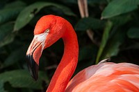 Free flamingo head close up photo, public domain animal CC0 image.