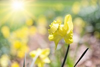 Free yellow daffodil image, public domain flower CC0 photo.