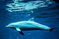 Free Dolphins image, public domain animal CC0 photo.