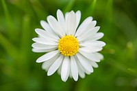 Free white daisy background image, public domain flower CC0 photo.