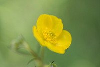 Free yellow buttercup image, public domain flower CC0 photo.