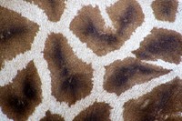 Giraffe pattern texture, animal close up background