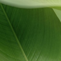 Green leaf in natural light 