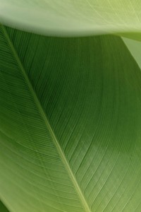 Green leaf in natural light 