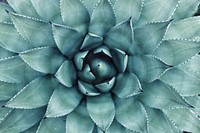 Succulent macro shot. Original public domain image from <a href="https://commons.wikimedia.org/wiki/File:Succulent_center_in_macro_(Unsplash).jpg" target="_blank">Wikimedia Commons</a>