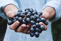 Man holding grapes. Original public domain image from Wikimedia Commons