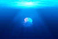 Jellyfish. Original public domain image from <a href="https://commons.wikimedia.org/wiki/File:%E8%B4%9D%E8%8E%89%E5%84%BF_NG_2015_(Unsplash).jpg" target="_blank">Wikimedia Commons</a>