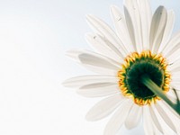 A low-angle shot of a flower with long white petals. Original public domain image from Wikimedia Commons