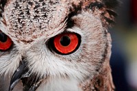 An owl with red eyes. Original public domain image from Wikimedia Commons