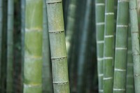 Macro of green bamboo plant shoots and stems growing. Original public domain image from Wikimedia Commons