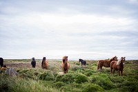A herd of wild horses grazing in a green meadow. Original public domain image from <a href="https://commons.wikimedia.org/wiki/File:Wild_horses_in_a_meadow_(Unsplash).jpg" target="_blank" rel="noopener noreferrer nofollow">Wikimedia Commons</a>