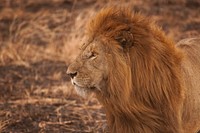 Close-up of a lion with a luxuriant mane in the savannah. Original public domain image from Wikimedia Commons