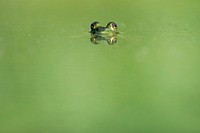 Green frog swimming in the water. Original public domain image from <a href="https://commons.wikimedia.org/wiki/File:Palmyra,_United_States_(Unsplash).jpg" target="_blank">Wikimedia Commons</a>