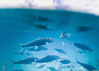 Multiple scaly fish swimming underwater in clear blue water. Original public domain image from <a href="https://commons.wikimedia.org/wiki/File:Group_Of_Fish_(Unsplash).jpg" target="_blank" rel="noopener noreferrer nofollow">Wikimedia Commons</a>