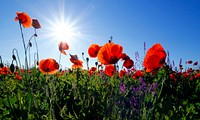 A low shot of a field of red poppies under a bright sun on a clear sky. Original public domain image from Wikimedia Commons