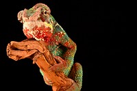 Chameleon on a branch. Original public domain image from <a href="https://commons.wikimedia.org/wiki/File:Gareth_Newstead_2014_(Unsplash).jpg" target="_blank">Wikimedia Commons</a>