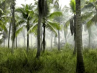 A large group of palm trees on grass on a sultry morning. Original public domain image from Wikimedia Commons
