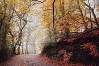 A view of a walking path at The Wrekin hill in England. Original public domain image from <a href="https://commons.wikimedia.org/wiki/File:Wrekin_Hill_in_England_(Unsplash).jpg" target="_blank" rel="noopener noreferrer nofollow">Wikimedia Commons</a>