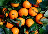 Washed oranges and green leaves freshly picked. Original public domain image from <a href="https://commons.wikimedia.org/wiki/File:Orange_Fruit_(Unsplash).jpg" target="_blank" rel="noopener noreferrer nofollow">Wikimedia Commons</a>