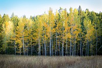 Bright yellow and green birch trees line the edge of a forest in Leavenworth. Original public domain image from Wikimedia Commons