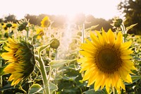 Sunflower field. Original public domain image from Wikimedia Commons