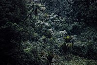 A high-angle shot of a humid forest near Bridal Veil Falls. Original public domain image from Wikimedia Commons