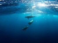 Sharks underwater. Original public domain image from Wikimedia Commons