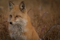 Fox beside a field in Silverthorne, United States. Original public domain image from <a href="https://commons.wikimedia.org/wiki/File:Silverthorne,_United_States_(Unsplash_AjZjBEjQ5Cw).jpg" target="_blank">Wikimedia Commons</a>