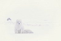 White arctic fox blends in with the snowy landscape. Original public domain image from <a href="https://commons.wikimedia.org/wiki/File:Sitting_in_snow_and_wind_(Unsplash).jpg" target="_blank" rel="noopener noreferrer nofollow">Wikimedia Commons</a>