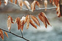 Dried up leaves in winter. public domain image from Wikimedia Commons