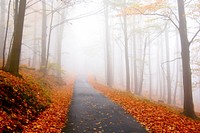 A foggy, mountain road full of fall foliage and red and orange leaves on the trees and ground. Original public domain image from <a href="https://commons.wikimedia.org/wiki/File:Foggy_fall_road_(Unsplash).jpg" target="_blank" rel="noopener noreferrer nofollow">Wikimedia Commons</a>