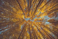 A low-angle shot of an orange canopy of leaves in a forest in the autumn. Original public domain image from Wikimedia Commons