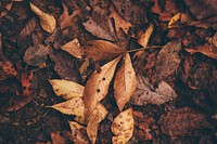 Dried leaves. Original public domain image from <a href="https://commons.wikimedia.org/wiki/File:Shelby_Deeter_2017-01-19_(Unsplash).jpg" target="_blank">Wikimedia Commons</a>