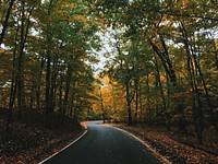 A forest road surrounded with green and yellow trees during fall in Harbor Springs, Michigan, United States. Original public domain image from Wikimedia Commons