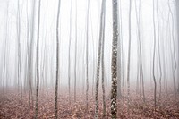 A thick fog in a forest with a thick layer of brown leaves on its floor. Original public domain image from <a href="https://commons.wikimedia.org/wiki/File:Heavy_fog_in_the_woods_(Unsplash).jpg" target="_blank" rel="noopener noreferrer nofollow">Wikimedia Commons</a>