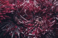 A macro shot of cherry red chrysanthemum flowers. Original public domain image from <a href="https://commons.wikimedia.org/wiki/File:Deep_red_chrysanthemum_up_close_(Unsplash).jpg" target="_blank" rel="noopener noreferrer nofollow">Wikimedia Commons</a>