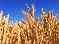 Wheat field. Original public domain image from Wikimedia Commons