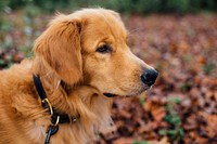 Cute golden retriever out for a walk at the park. Original public domain image from Wikimedia Commons