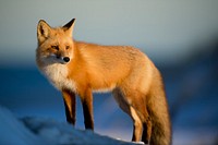 Wild red fox watches prey in the winter. Original public domain image from <a href="https://commons.wikimedia.org/wiki/File:Wildlife_in_Winter_(Unsplash).jpg" target="_blank" rel="noopener noreferrer nofollow">Wikimedia Commons</a>