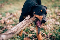 Dog playing fetch in the park. Original public domain image from <a href="https://commons.wikimedia.org/wiki/File:Indianapolis,_United_States_(Unsplash).jpg" target="_blank">Wikimedia Commons</a>