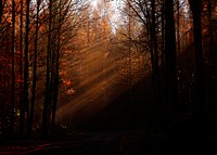 Long sunrays in a dark forest in the autumn. Original public domain image from Wikimedia Commons